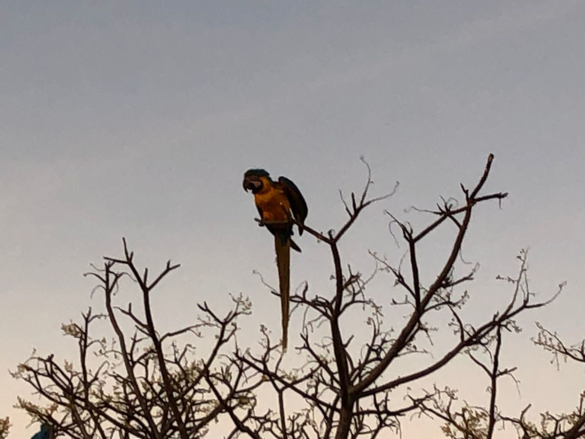 Fotografia de Pássaros - Brasília