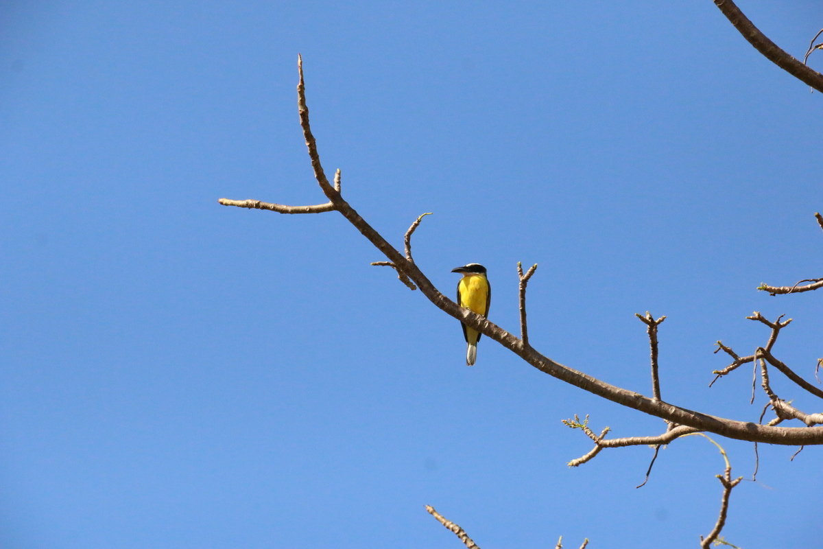 Fotografia de Pássaros - Brasília