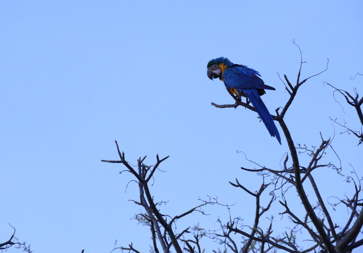 Fotografia de Pássaros - Brasília