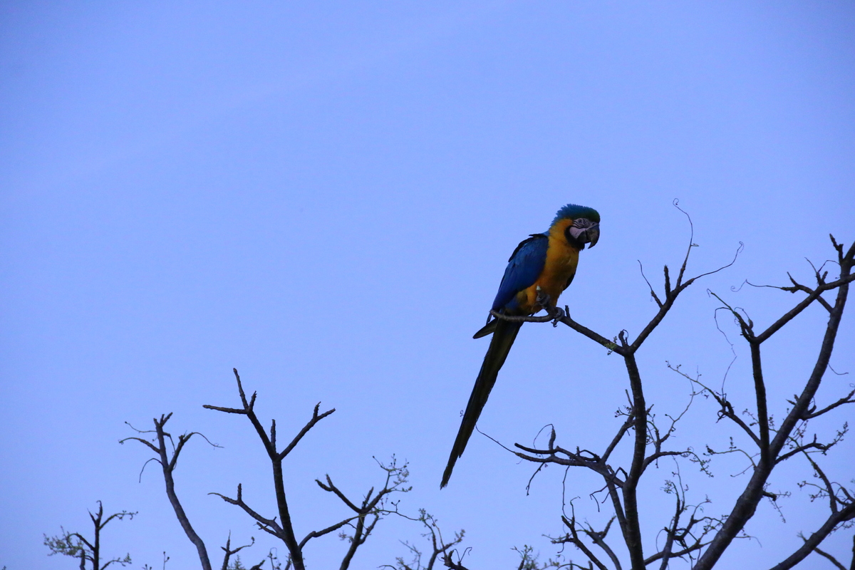 Fotografia de Pássaros - Brasília