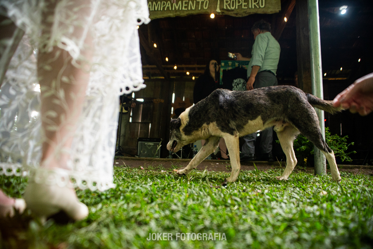 cachorro invade o casamento e é sucesso entre os convidados