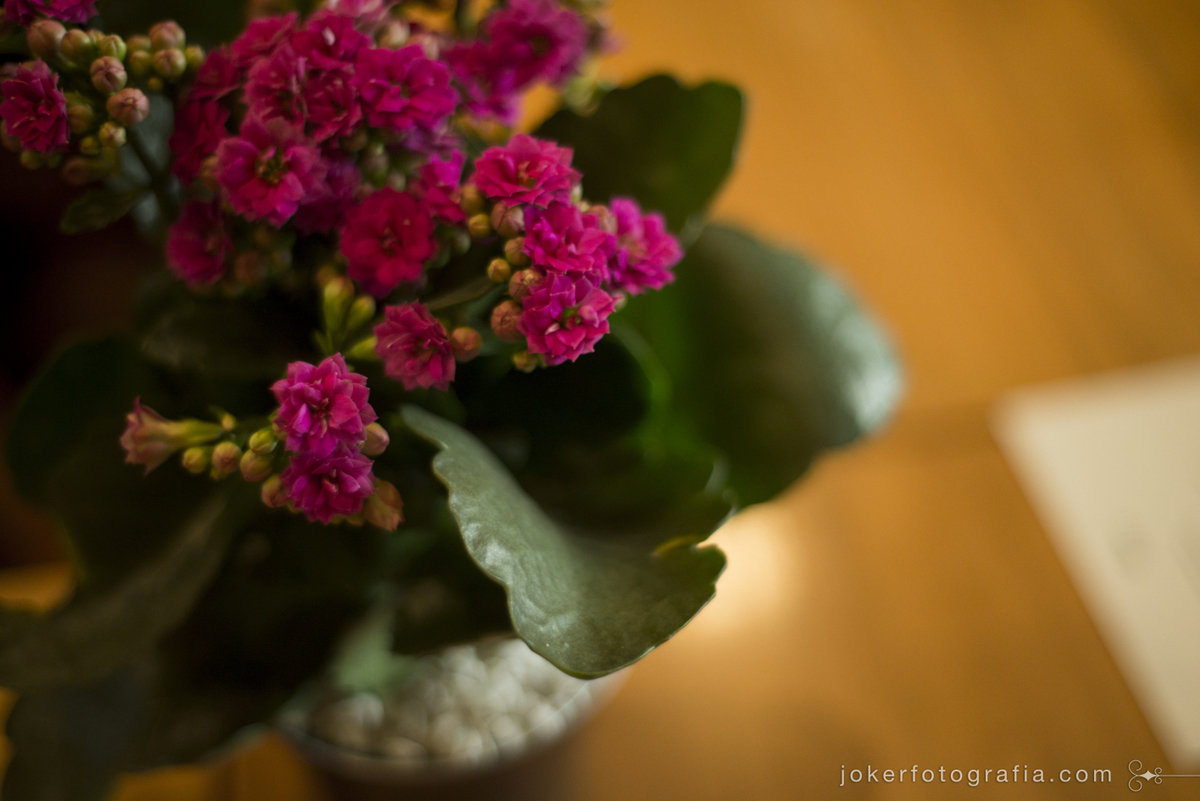 calandivas para lembrancinha do casamento