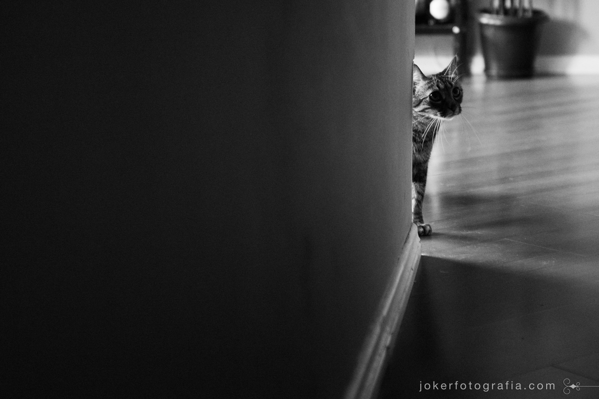 ensaio fotográfico de casal que tem gatos no apartamento