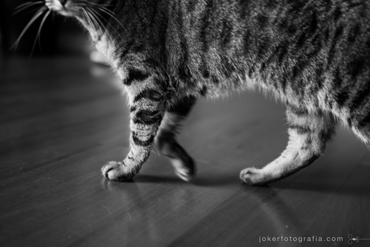 fotógrafo de famílias com pet