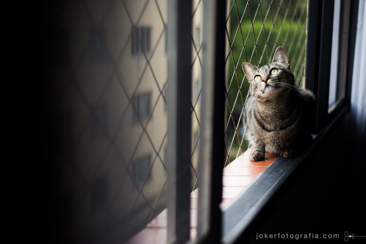 ter gatos no apartamento