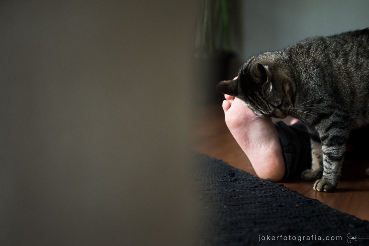 ensaio fotográfico com gatos de estimação