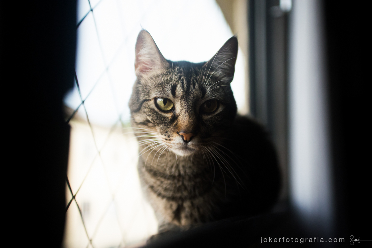 gato em apartamento