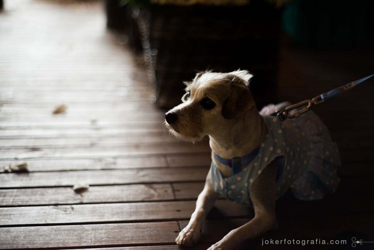cachorrinha dos noivos de daminha no dia do casamento na chácara