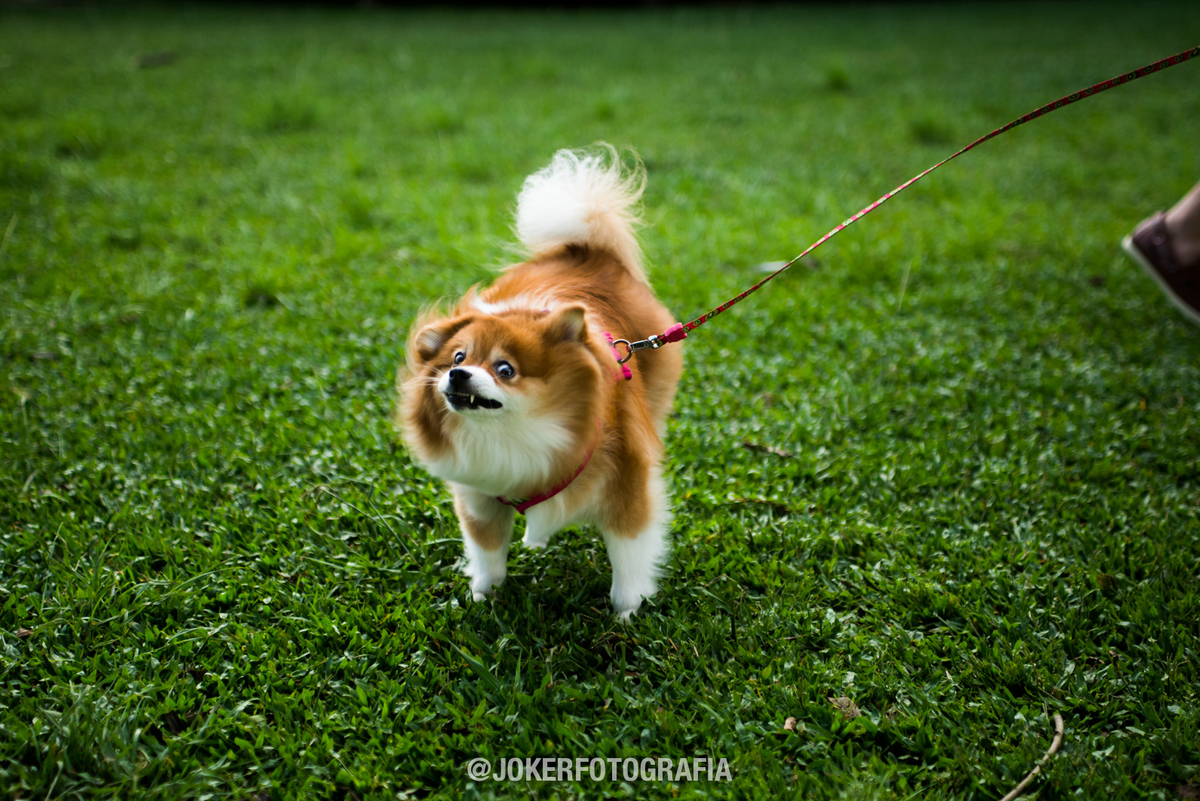 ensaio divertido com cachorro