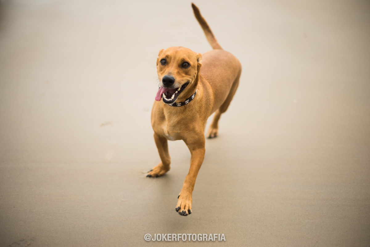 melhores fotógrafos de família em curitiba fazem ensaio na praia com o dog