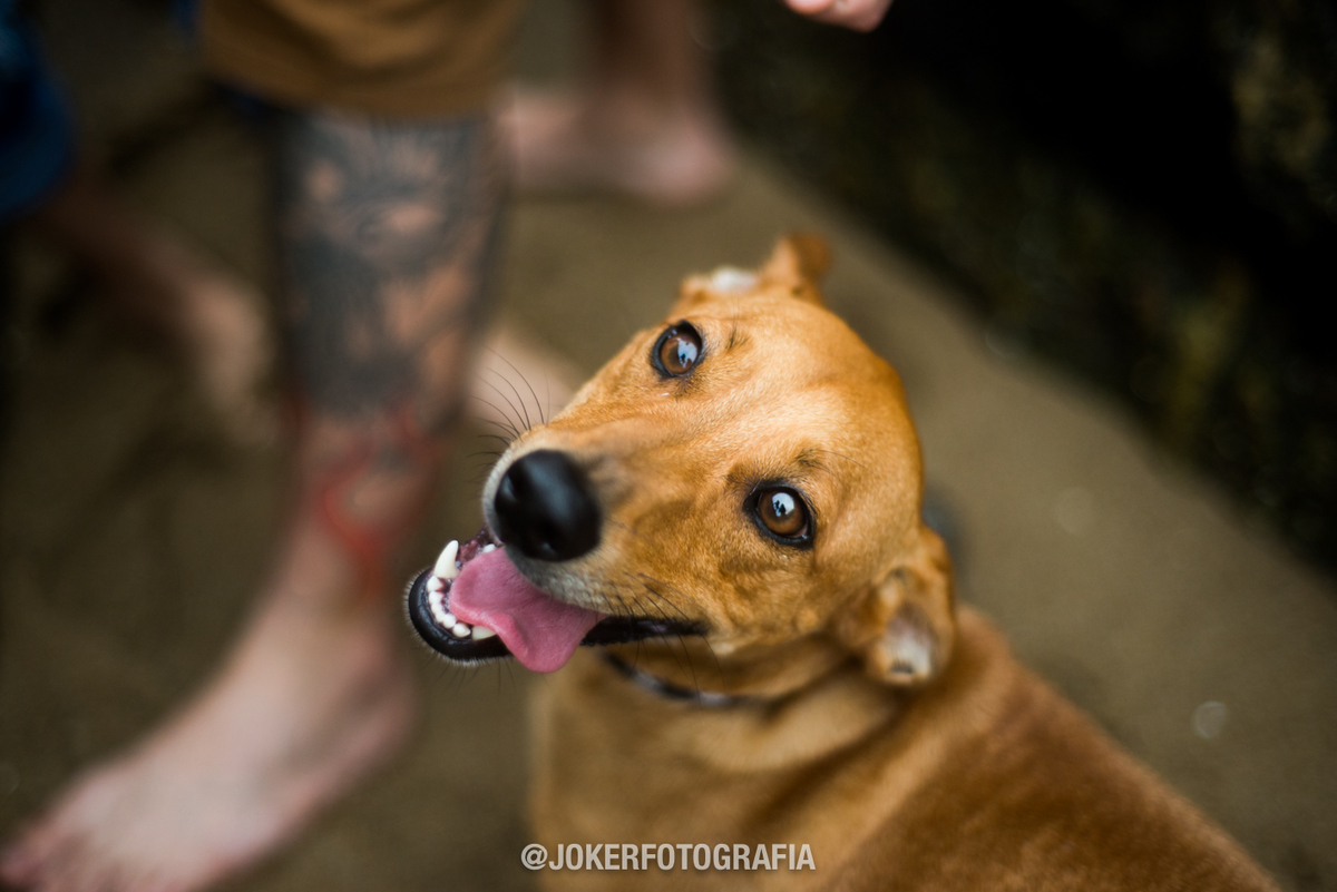 gestante com cachorro book na praia