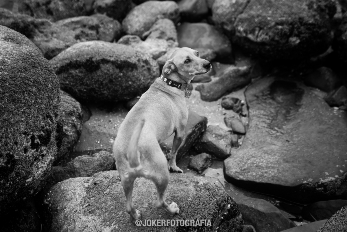 ensaio de familia na praia com cachorro