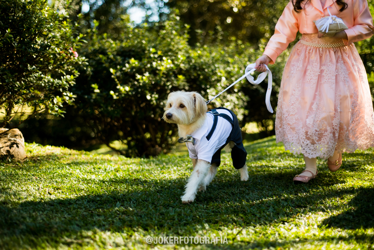 roupinha para cachorro pajem e daminha de casamento