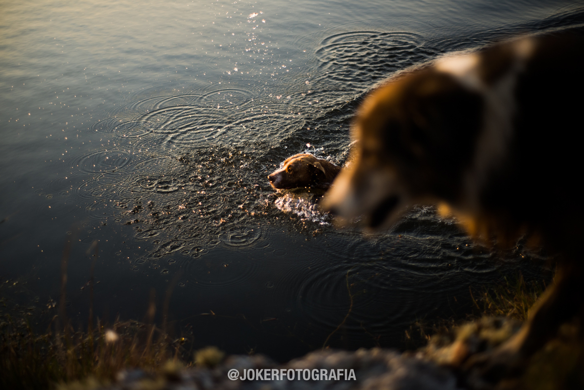 ensaio pre wedding com cachorro