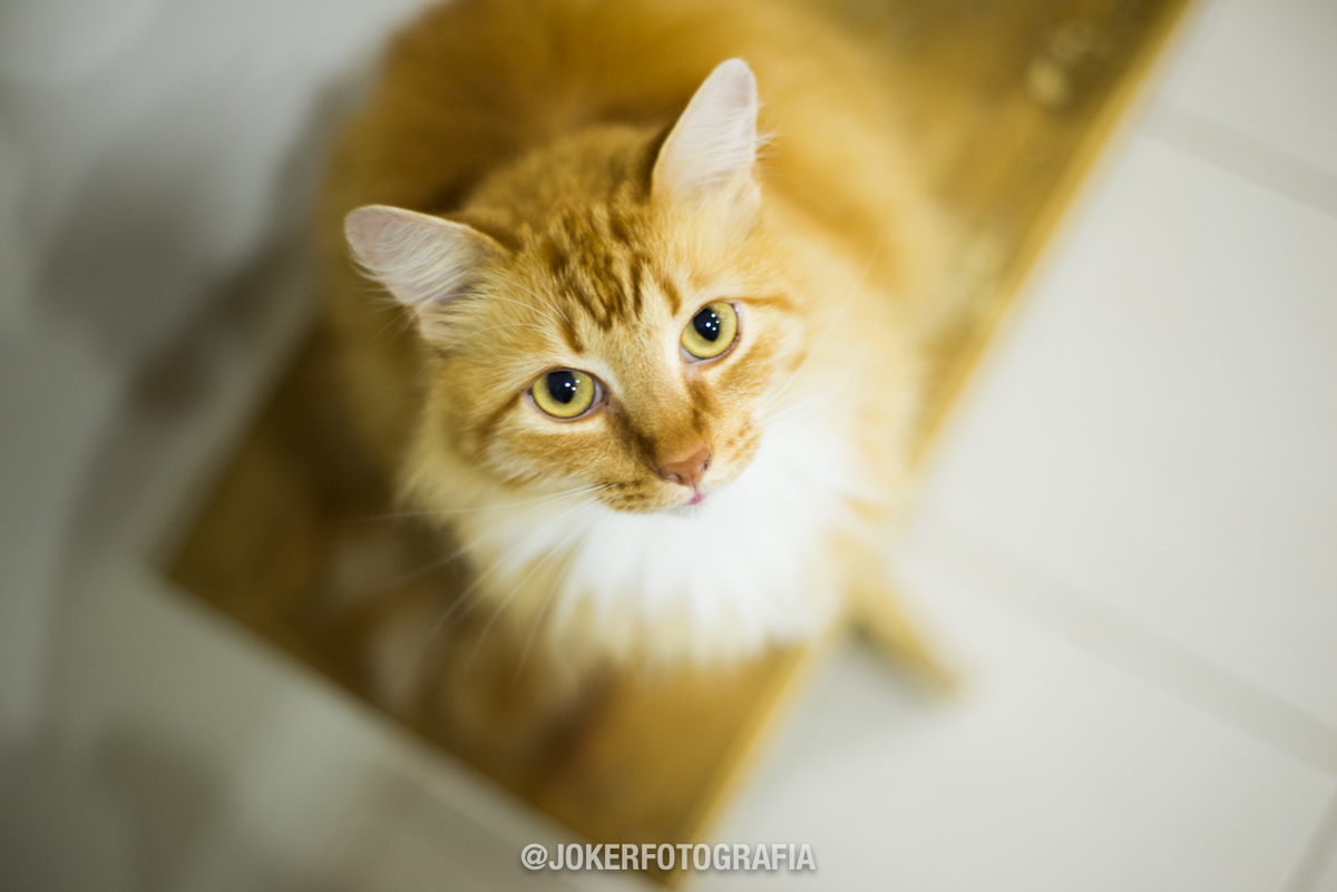 gato aparece no dia do casamento