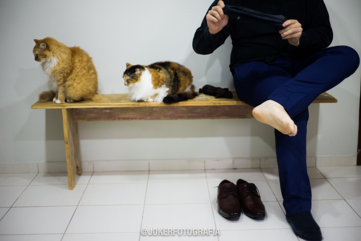 making of do noivo com animais de estimação