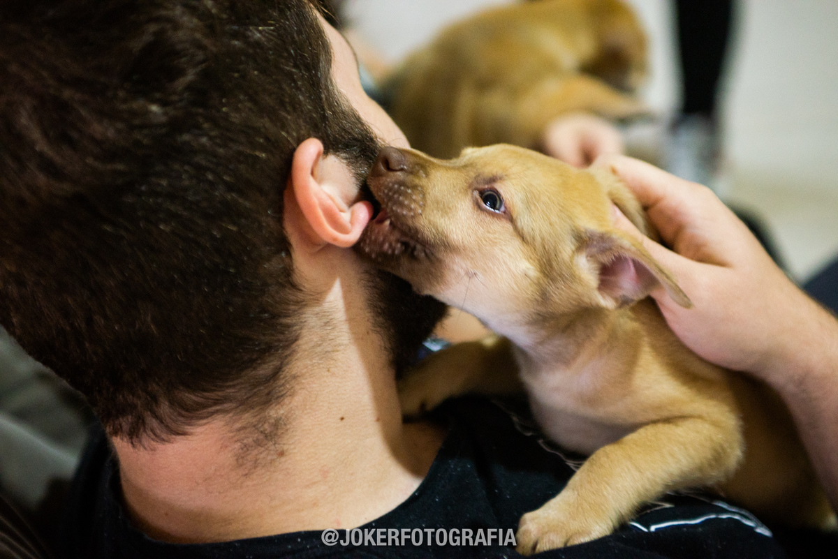adoção de cachorrinhos