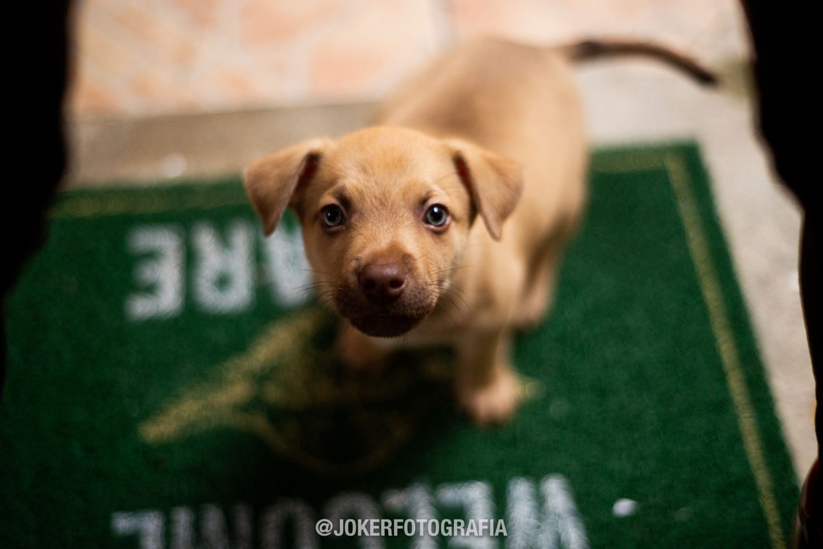 filhos com patas aparecem no ensaio de família