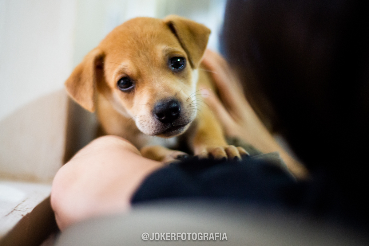 ensaio new home com a presença dos integrantes novos: filhotes!