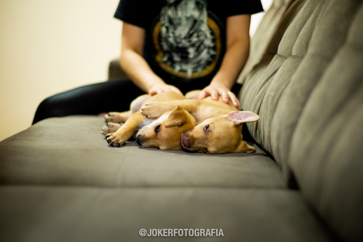ensaio fotográfico em casa com os cachorros - a beleza do dia a dia de um casal