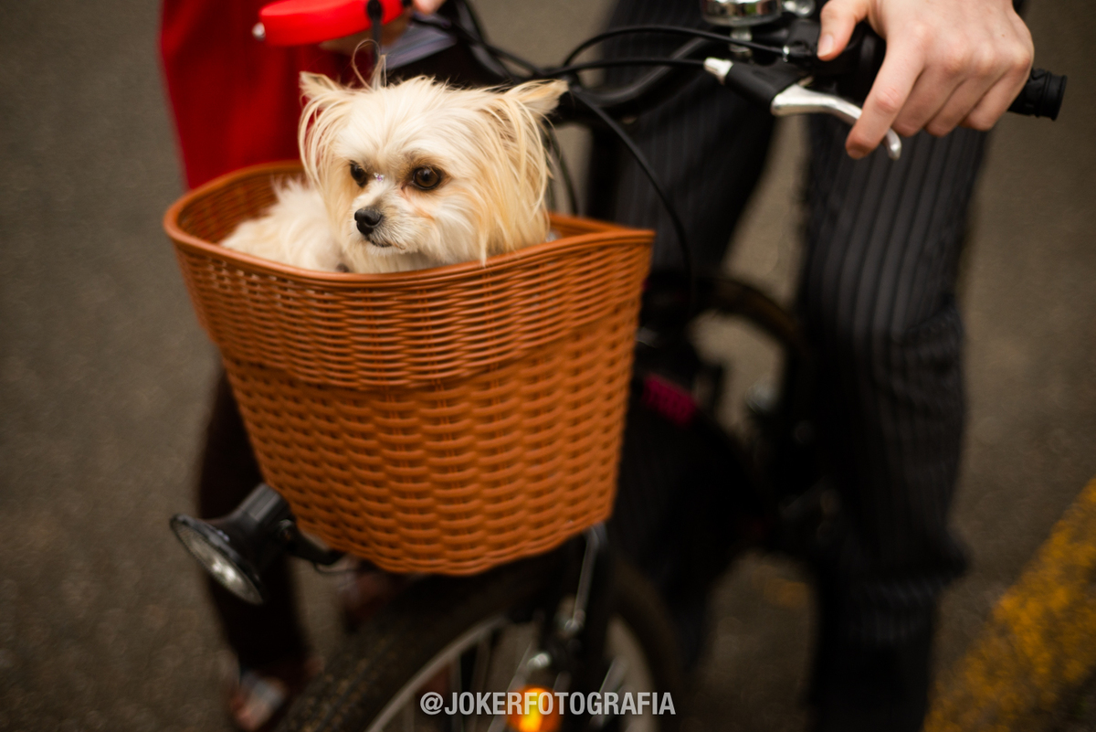 cestinha de bicicleta para passear com o dog