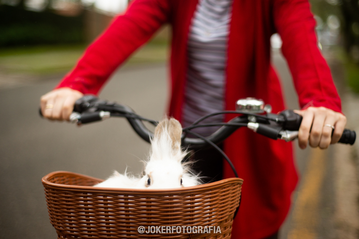 coelhinho da Páscoa que trazem pra mim, um ovo, dois ovos, três ovos assim