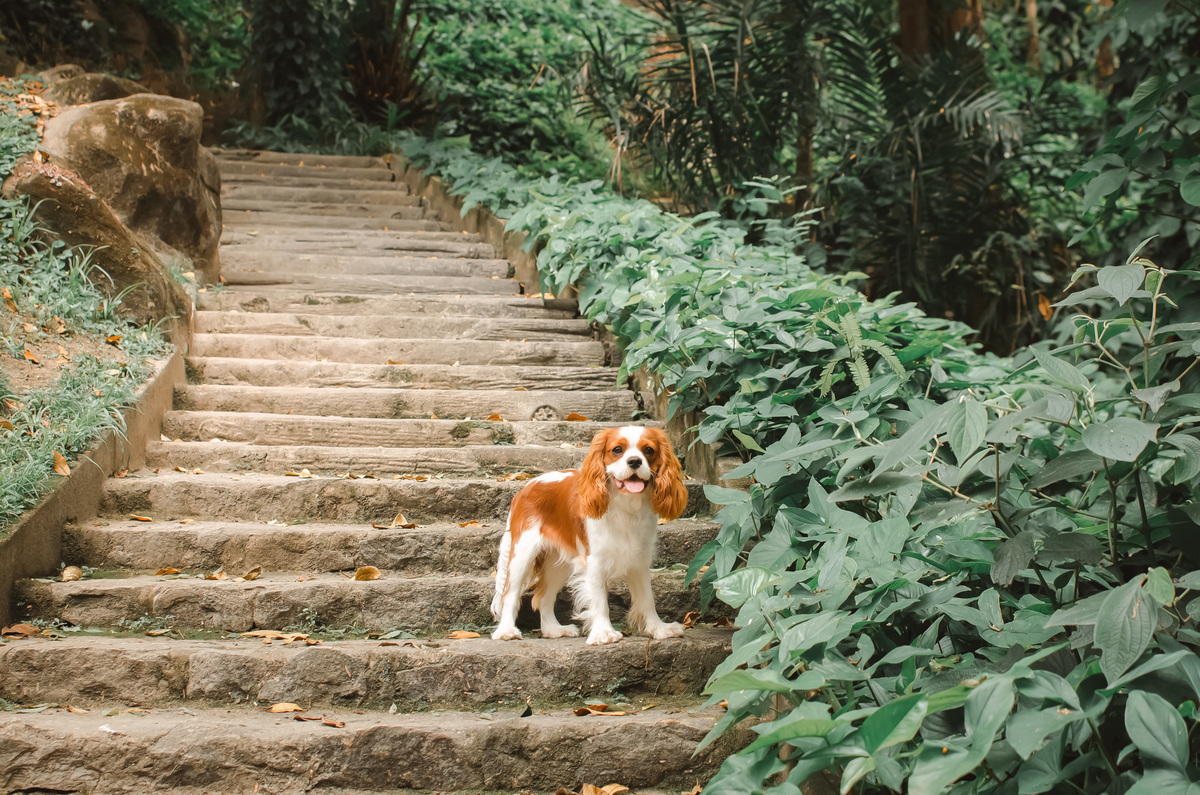 Ensaio de Acompanhamento Pet - Bento faz 9 meses