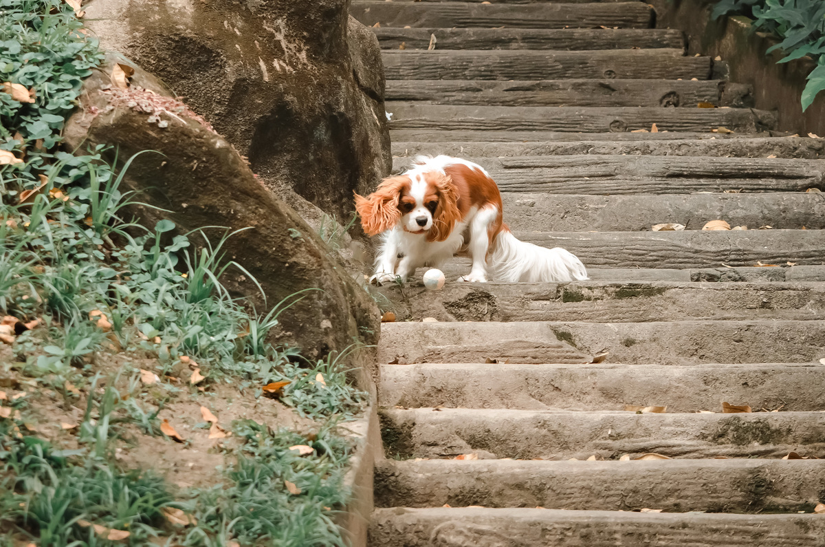Ensaio de Acompanhamento Pet - Bento faz 9 meses
