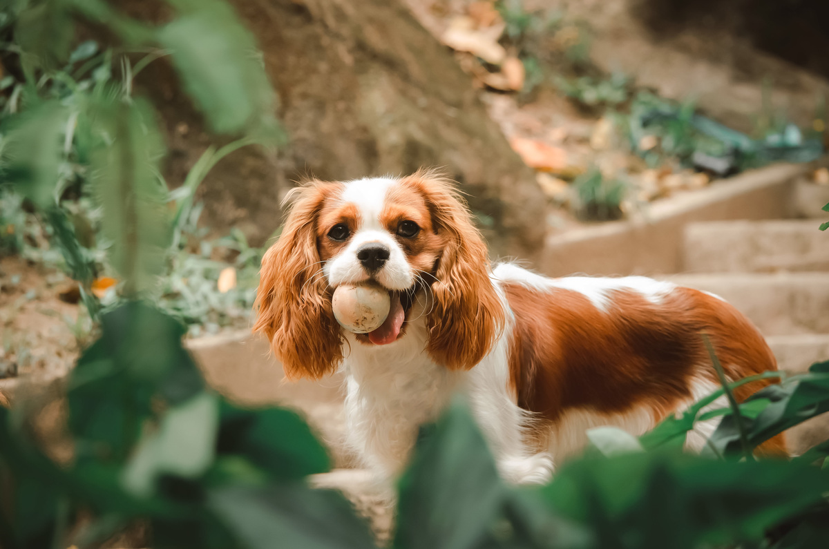 Ensaio de Acompanhamento Pet - Bento faz 9 meses