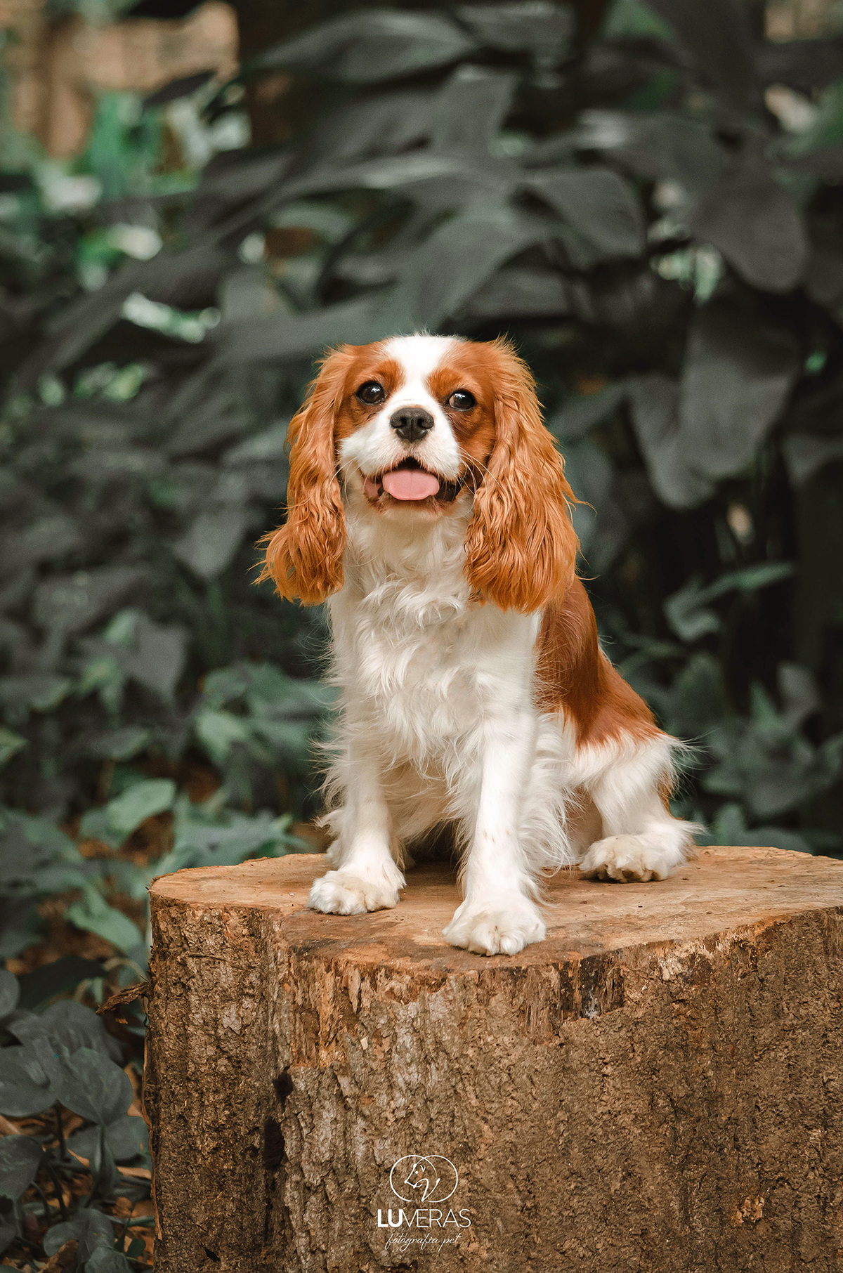 Ensaio de Acompanhamento Pet - Bento faz 9 meses