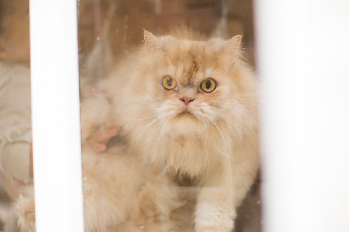 Book infantil - ensaio infantil - book de criança - book de acompanhamento - Projeto Luz - Ana Mokarzel Fotografia - fotógrafa de bebê - fotógrafa de família - fotógrafa de newborn - Belém - Pará - Brasil