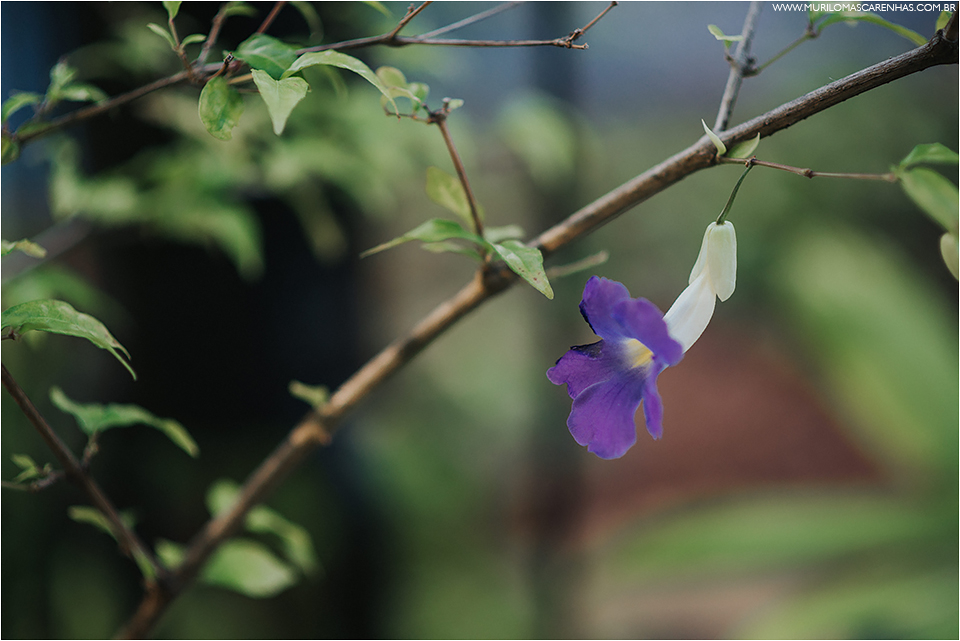 Ensaio, book de Casal de Valma e Cristiano na Casa Fundação de Jorge Amado, Rio Vermelho, Salvador, Bahia. Fotografado por Murilo Mascarenhas