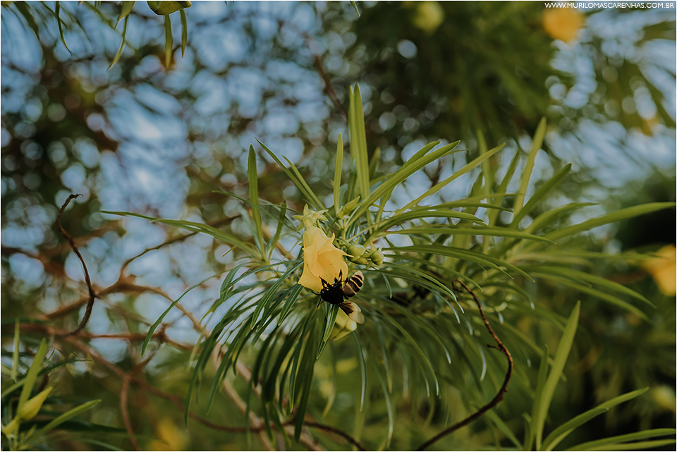 ensaio de casal em imbassai proximo a praia do forte e salvador na bahia, casal foi fotografado por murilo mascarenhas fotografo de casamento