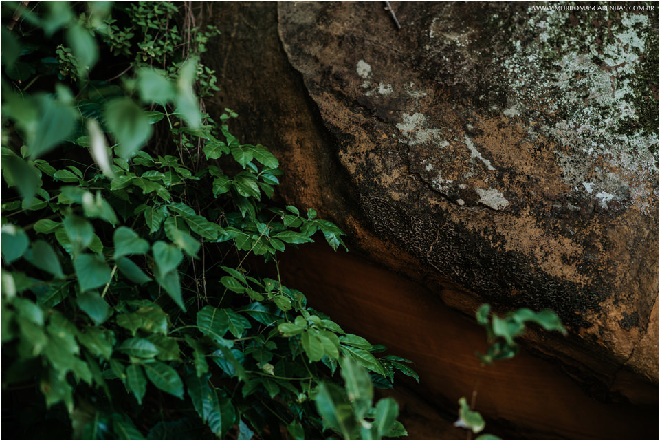 folhas e rochas bahia