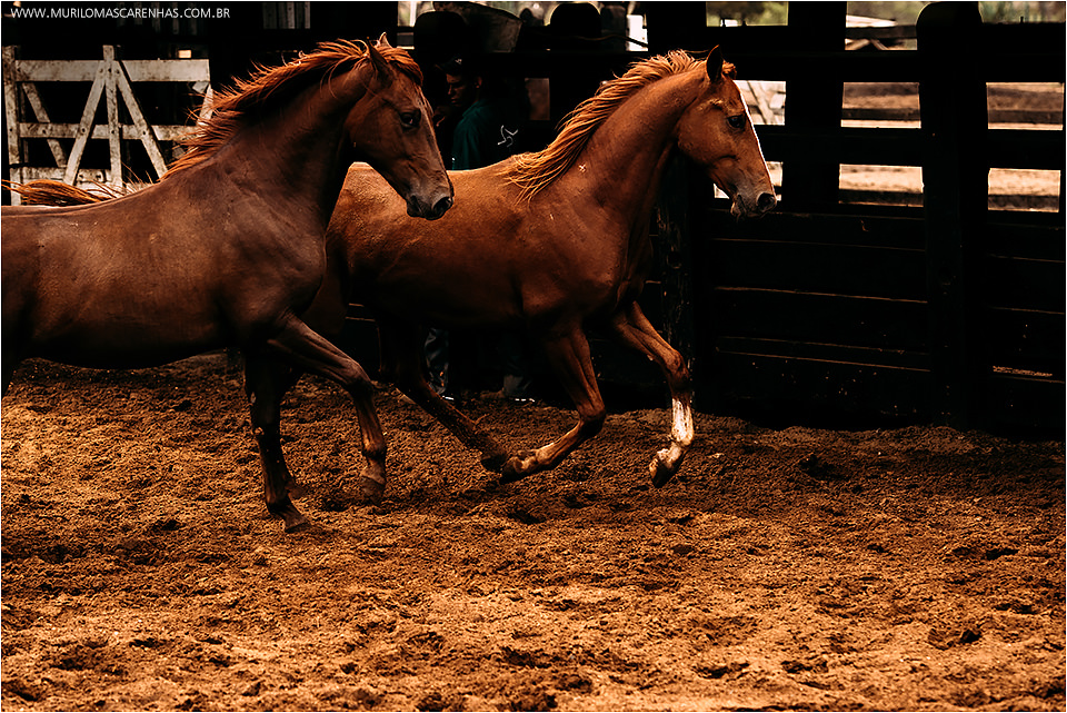 Ensaio Casal pre wedding book casamento cavalo rural divertido brunna e paulo feira de santana salvador bahia fotografado fotografo murilo mascarenhas rebeca rodrigues