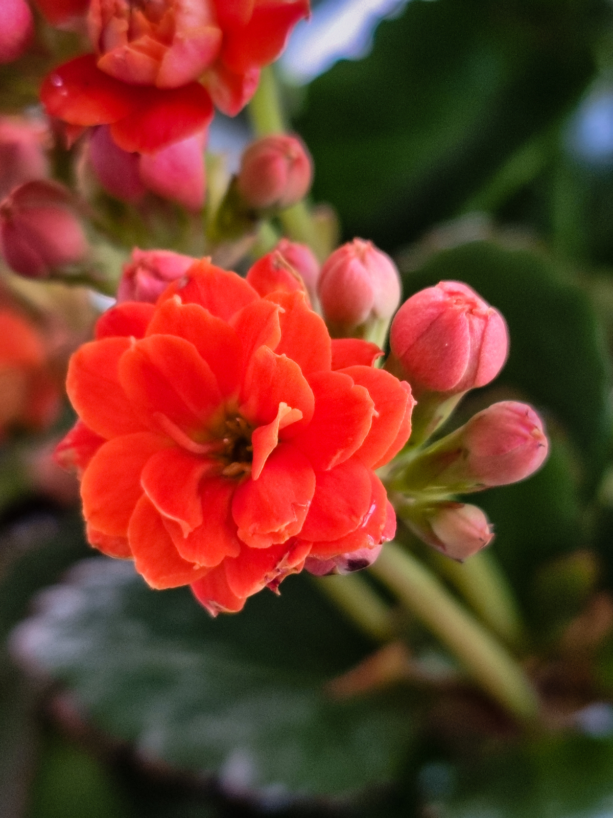 Flores desabrochando