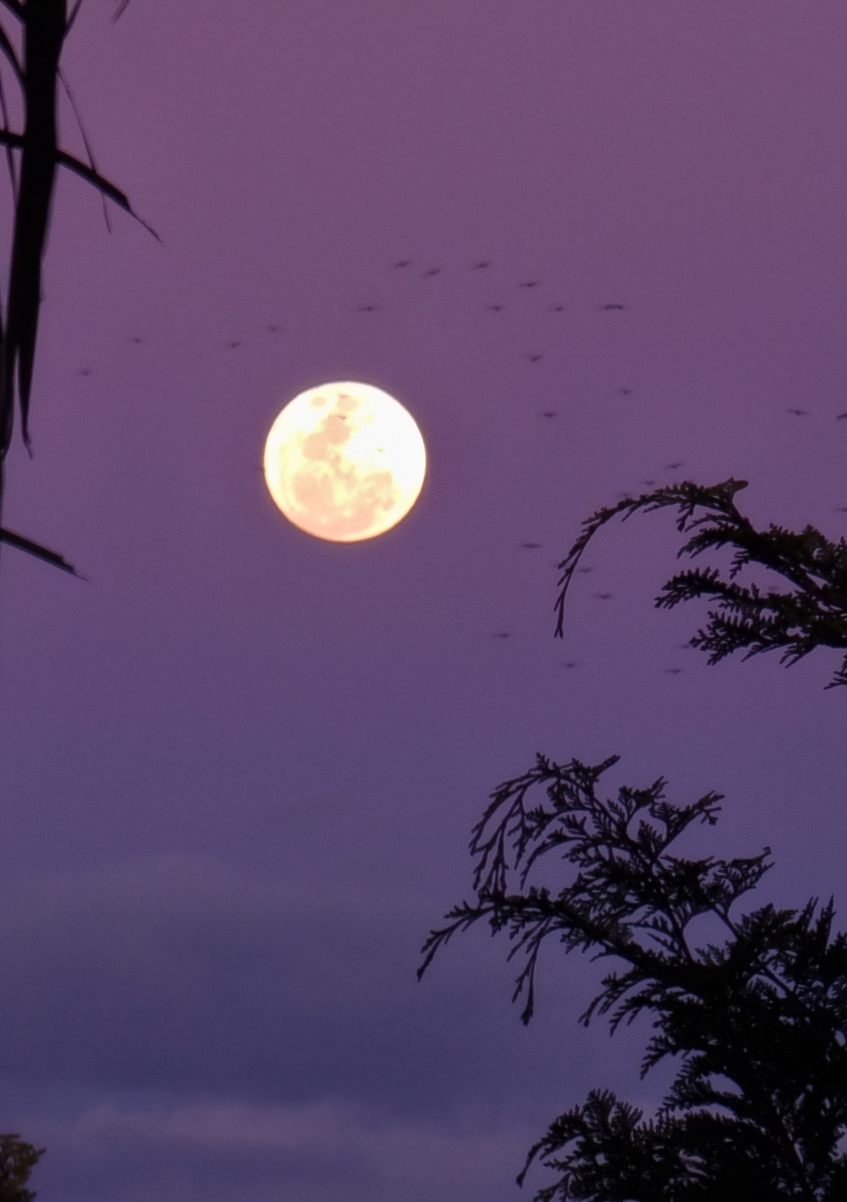 Lua cheia - Castro - Pr