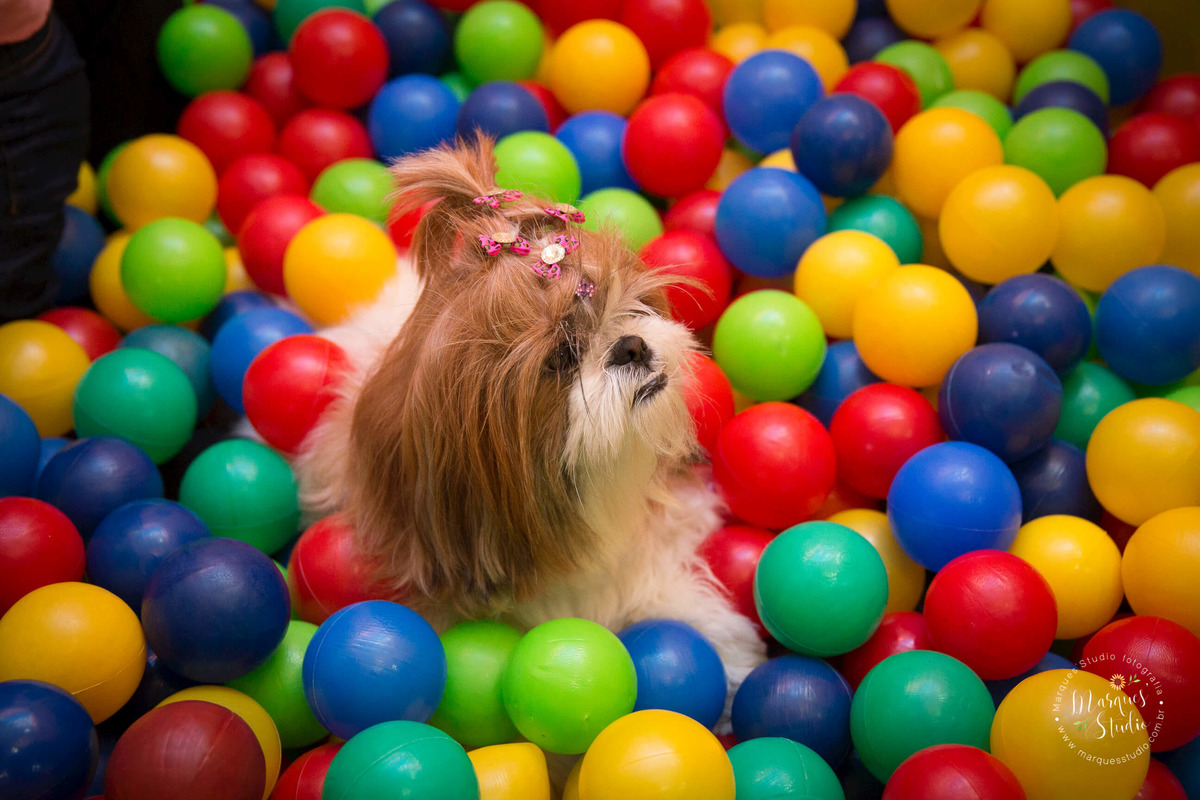 Foto feita no aniversário do Benjamin de 1 ano. Na foto a cachorrinha do aniversariante está brincando na piscina de bolinhas. O  buffet se encontra no Morumbi - São Paulo, SP