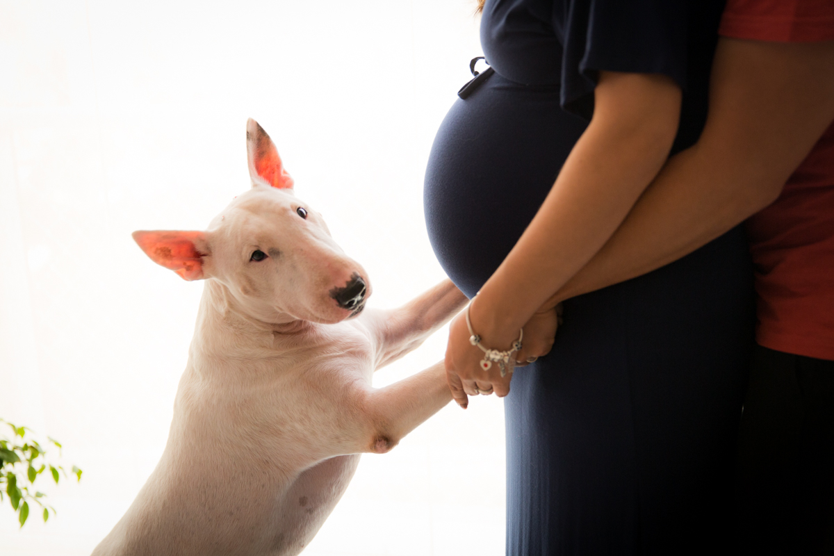 gestante com o cachorro da família, futuro amigo do bebê. Foto feita na casa do cliente em São Paulo