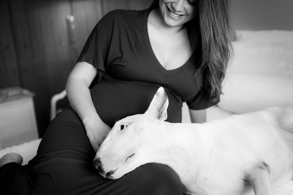 cãozinho deitado na barriga da mamãe esperando seu irmãozinho SP