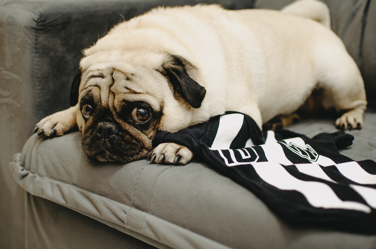 ensaio de gestante em casa cachorro