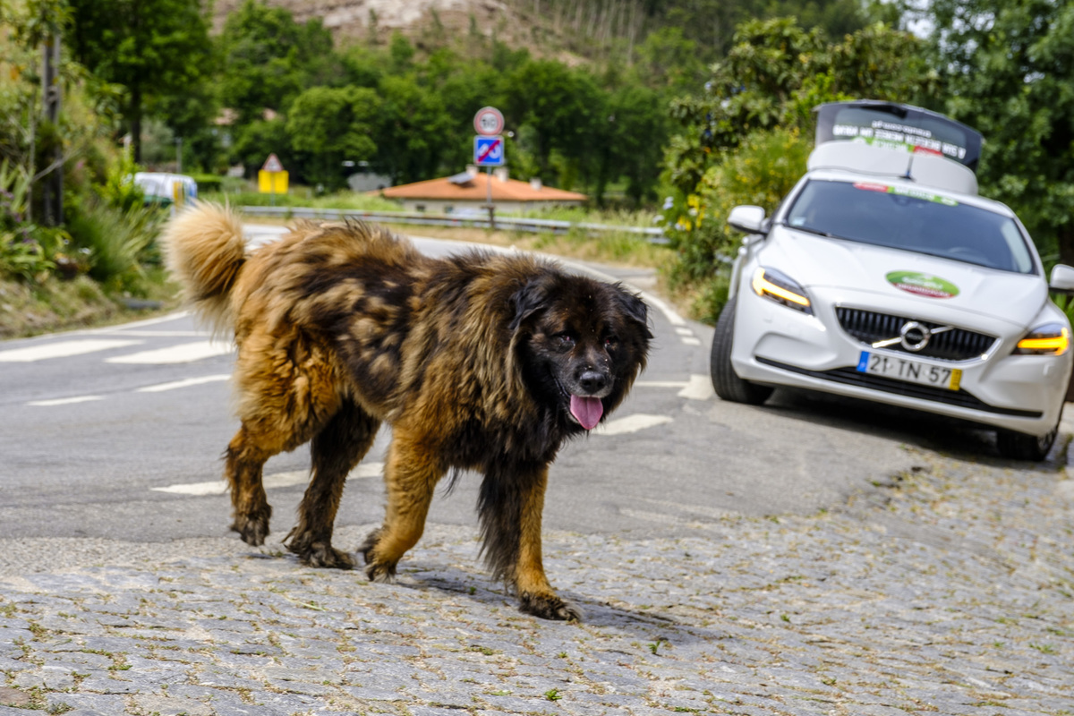 gerês granfondo Fotojornalismo Braga Cão Serra da estrela