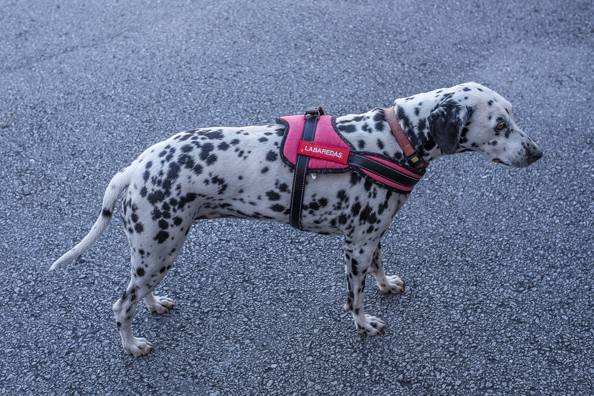 Fotojornalismo reportagem Simulacro Bombeiros Voluntários da Póvoa de Lanhoso Braga Porto Barcelos Guimarães