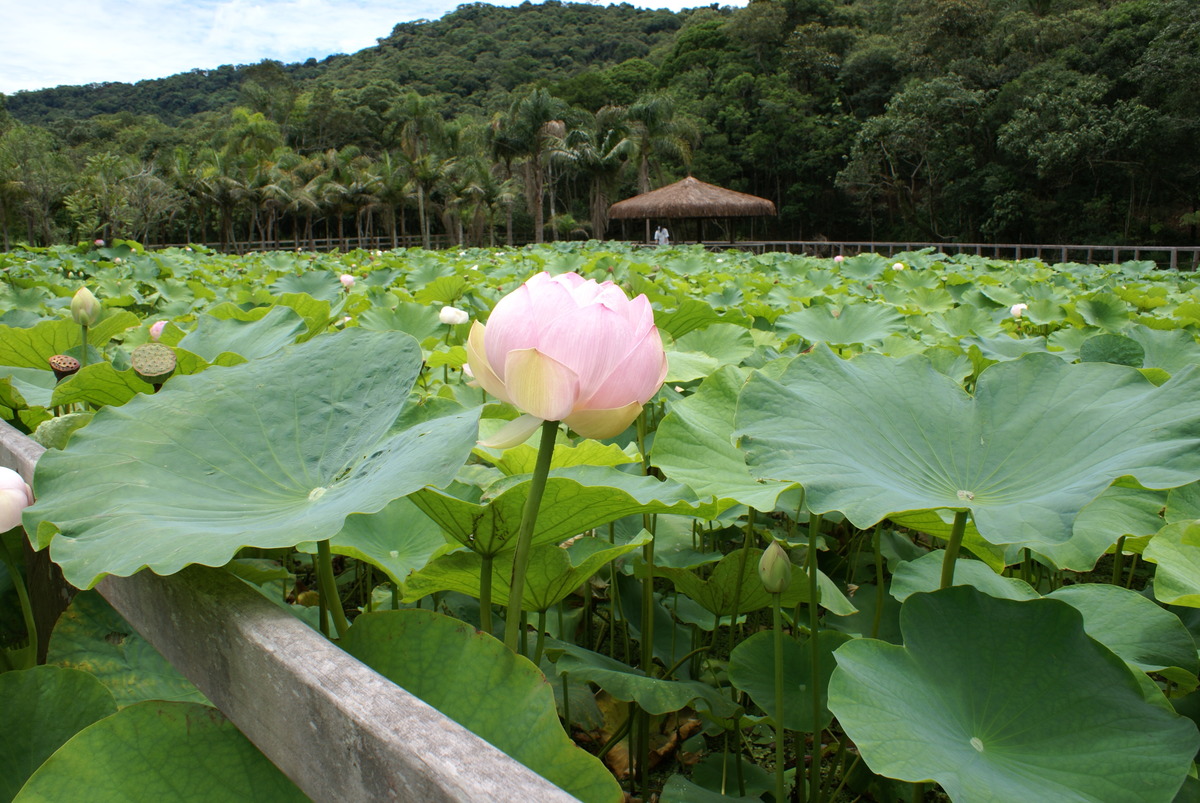 Natureza
