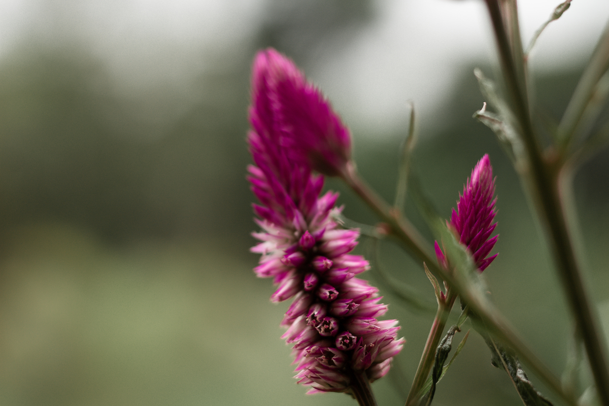 Fotografia_de_Casamentos_Espaço_jatobá_Caeté