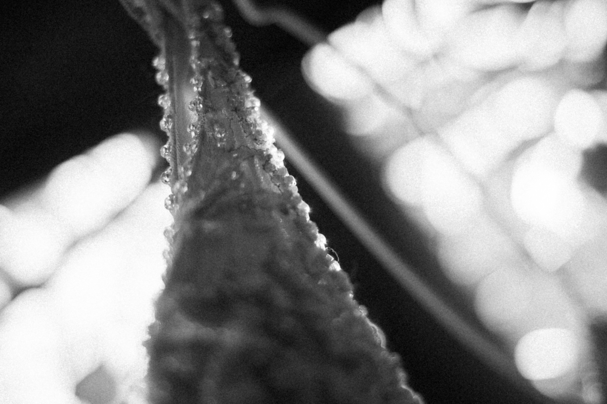 Fotografia_de_casamentos_em_BH