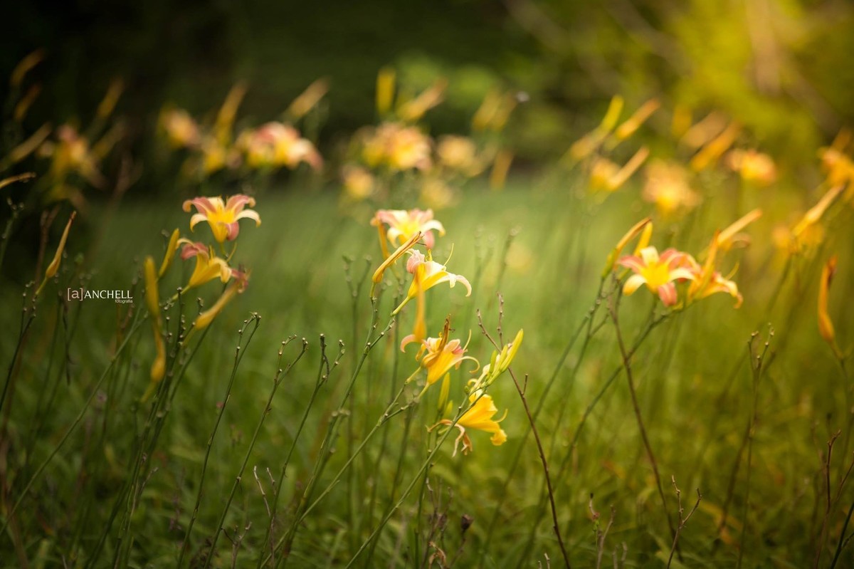 anchell,fotografia, Livia e victor, itaipava,pré, casamento, wedding, ensaio, e-session, rio de janeiro, Petrópolis, save the date