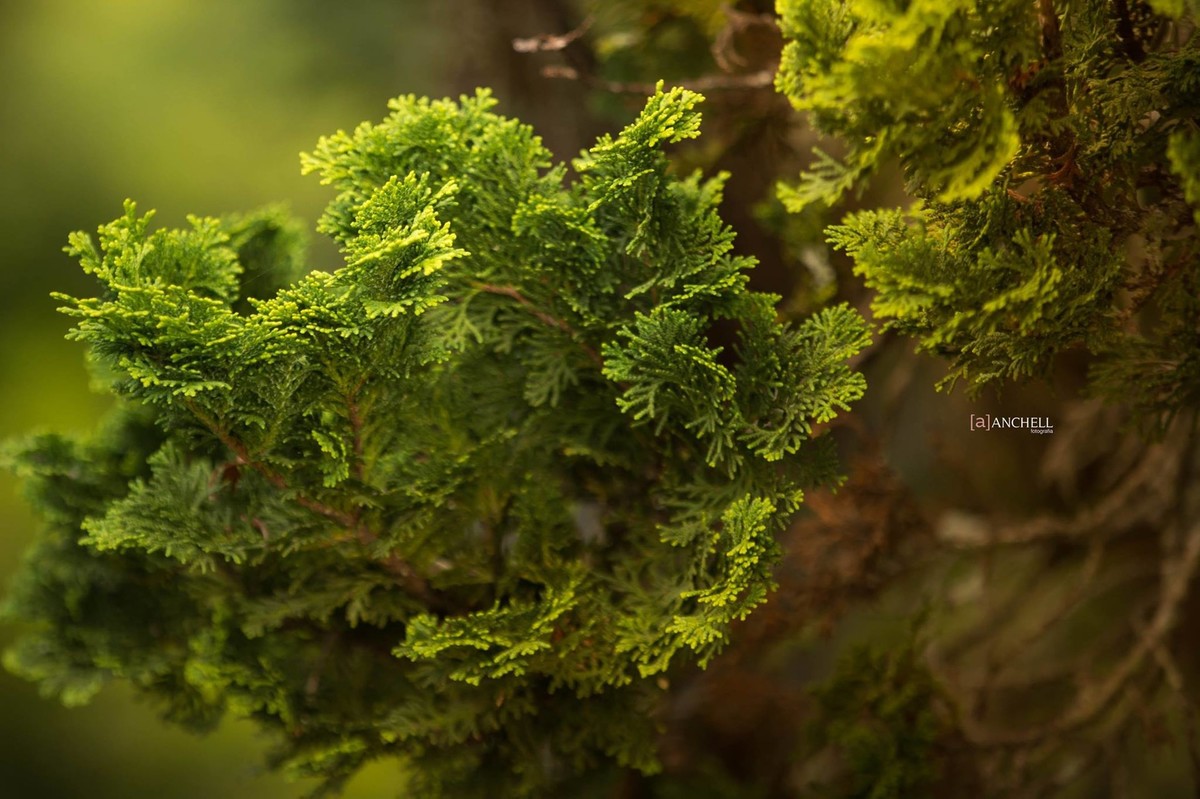 anchell,fotografia, Livia e victor, itaipava,pré, casamento, wedding, ensaio, e-session, rio de janeiro, Petrópolis, save the date