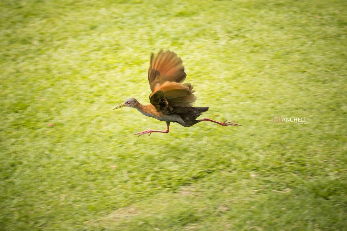 anchell,fotografia, Livia e victor, itaipava,pré, casamento, wedding, ensaio, e-session, rio de janeiro, Petrópolis, save the date