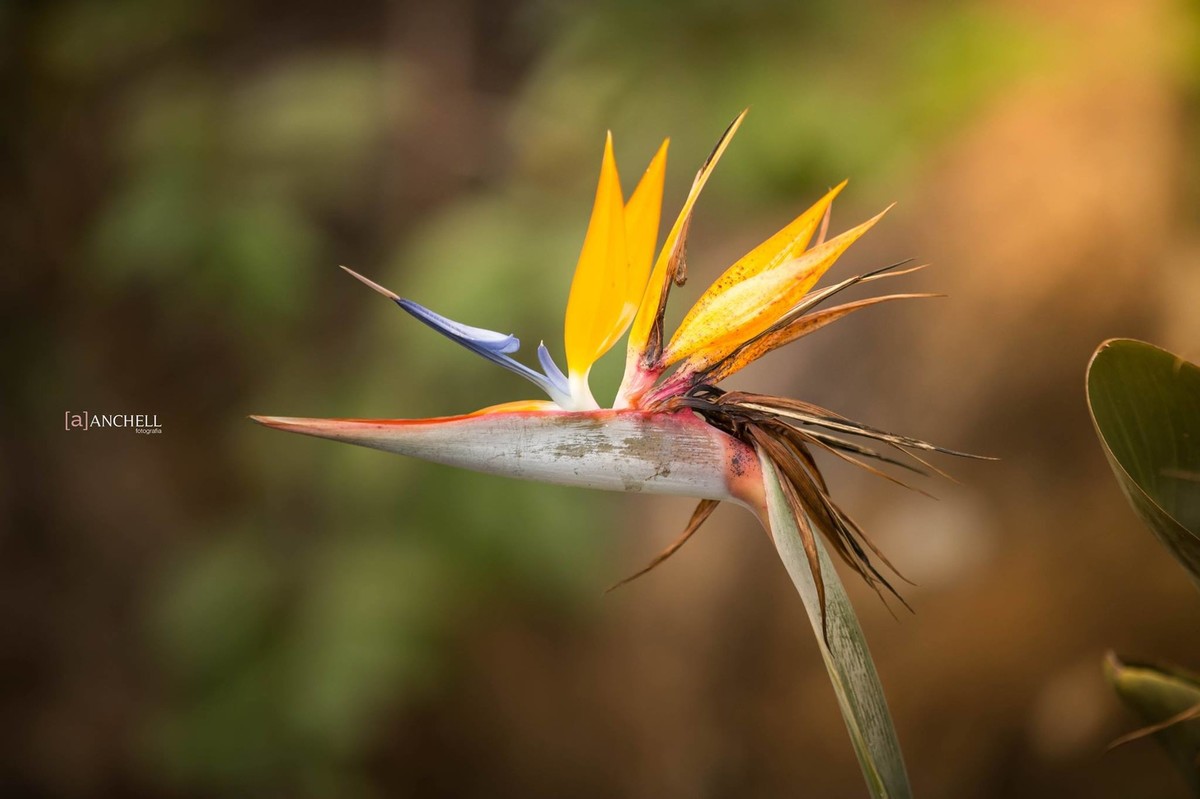 anchell,fotografia, Livia e victor, itaipava,pré, casamento, wedding, ensaio, e-session, rio de janeiro, Petrópolis, save the date